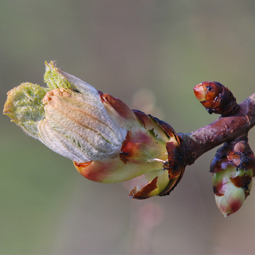 pul-chestnut bud